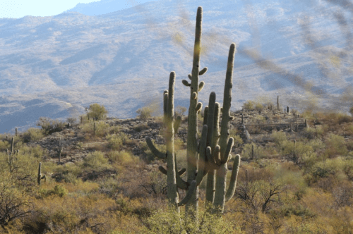 A desert landscape featuring tall cacti against a backdrop of mountains and sparse vegetation.