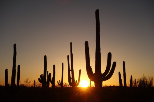 Silhouetted cacti against a vibrant sunset, with a clear sky transitioning from orange to deep blue.