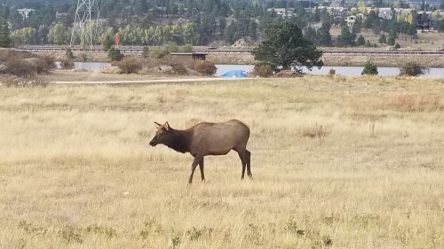 A lone elk stands in a grassy field near a lake, with trees and buildings in the background.