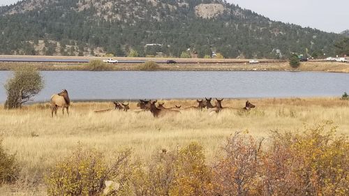 A herd of elk resting in a grassy area near a lake, with mountains and trees in the background.