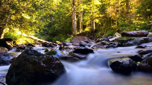 A serene river flows over smooth stones, surrounded by lush green trees and sunlight filtering through the leaves.