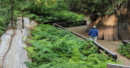 A person walks along a wooden path surrounded by lush ferns and towering trees in a forest setting.