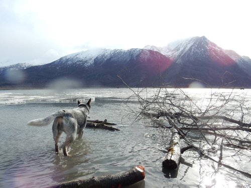 A dog stands in shallow water, gazing at snow-capped mountains in the distance, with logs scattered around.