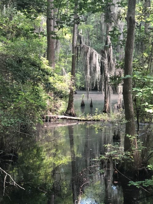 A serene swamp scene with cypress trees draped in Spanish moss, reflecting in still water surrounded by lush greenery.