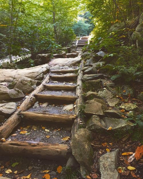A winding stone and wooden staircase leads through a lush, green forest.