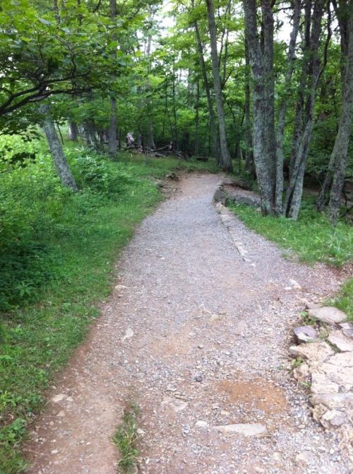 A winding gravel path through a lush green forest with trees on either side.