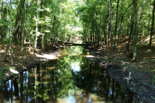 A serene forest scene with a calm, reflective creek surrounded by lush green trees and dappled sunlight.
