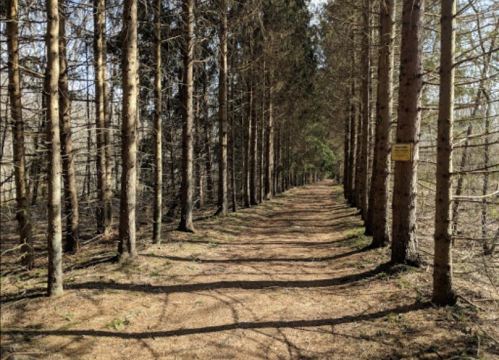 A serene forest path lined with tall trees, leading into a peaceful, natural setting.