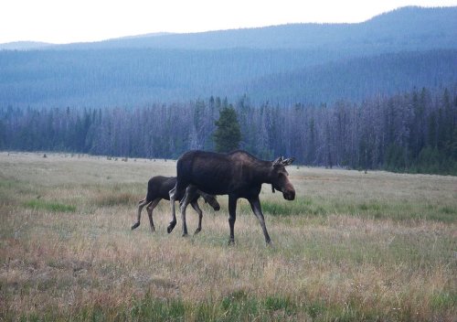 A moose and her calf walking through a grassy field with mountains and trees in the background.