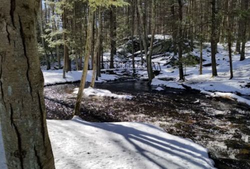 A serene forest scene with a stream, snow-covered ground, and trees, creating a peaceful winter landscape.