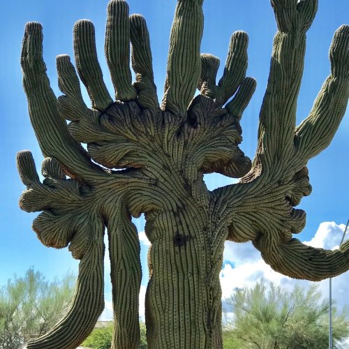 A tall, unique cactus with multiple arms reaching upward against a blue sky and fluffy white clouds.