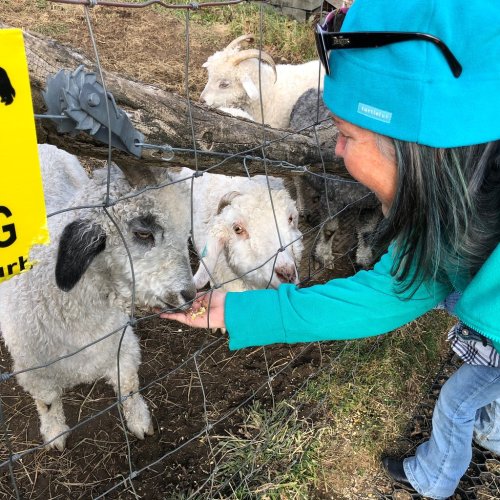 alt