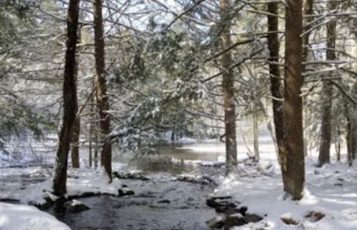 A serene winter scene with snow-covered trees surrounding a calm stream.