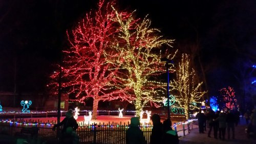 Colorful holiday lights illuminate trees and reindeer in a festive outdoor scene at night.