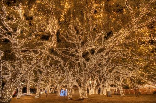 A magical scene of trees wrapped in twinkling white lights, creating a festive and enchanting atmosphere.