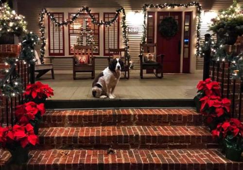 A decorated porch with Christmas lights, poinsettias, and a dog sitting on the steps.
