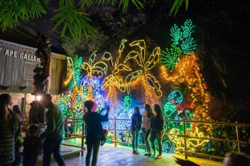 A vibrant display of colorful lights illuminates a tropical-themed scene, with people enjoying the festive atmosphere.