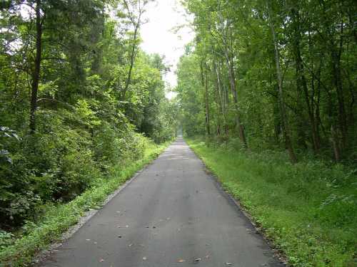 A serene, tree-lined path stretches into the distance, surrounded by lush greenery on both sides.