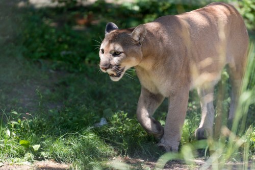 A cougar walking through green grass, with sunlight highlighting its fur and a focused expression.