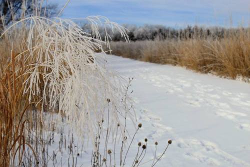 Frost-covered grass beside a snowy path, with a serene winter landscape in the background.