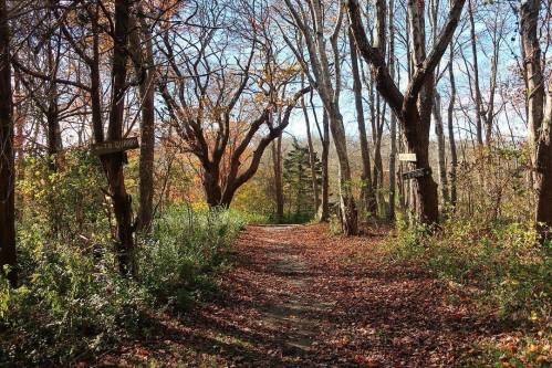 A serene forest path lined with trees, showcasing autumn leaves and clear blue skies. Signs are visible along the trail.