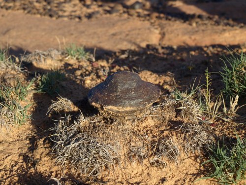 A dark, rounded rock sits on sandy soil surrounded by sparse grass and vegetation.