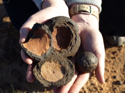 A person holds three round, dark objects, two of which are split open to reveal a lighter interior.