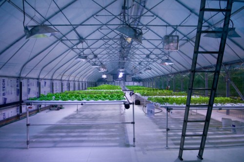 A spacious greenhouse with rows of vibrant green plants under bright lights and a metal ladder in the foreground.