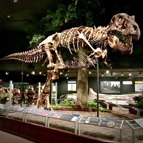 A large dinosaur skeleton displayed in a museum, surrounded by greenery and informative exhibits.