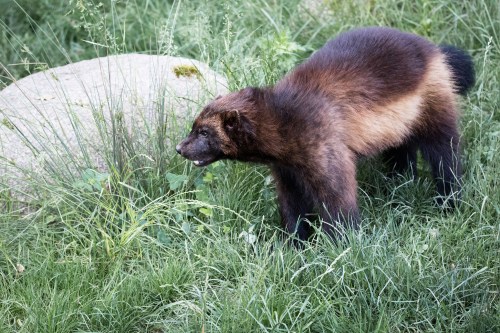 A wolverine walking through tall green grass near a large rock. Its fur is a mix of brown and tan.