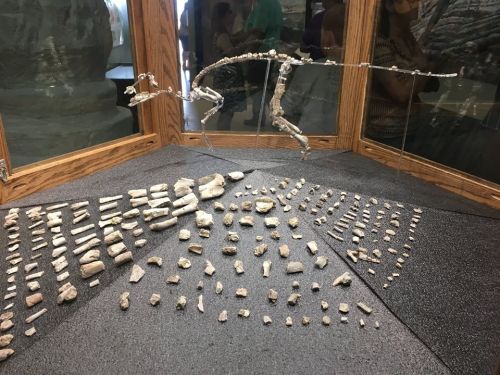 Fossil display featuring a skeletal model and numerous small rock fragments in a museum exhibit.