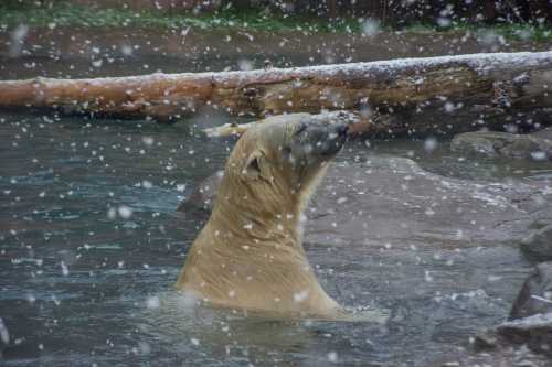 A polar bear in a snowy environment, partially submerged in water, with snowflakes falling around it.