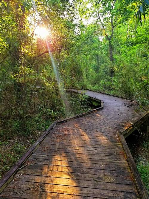 A wooden path winds through a lush green forest, with sunlight streaming through the trees.