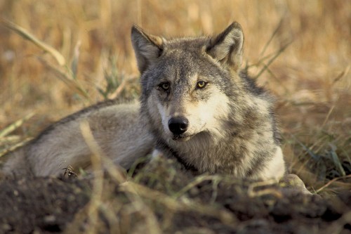 A close-up of a gray wolf resting in tall grass, with a focused expression and alert posture.
