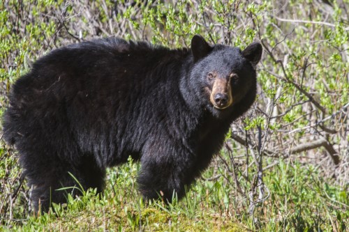 A black bear stands among green foliage, looking curiously at the camera in a natural setting.