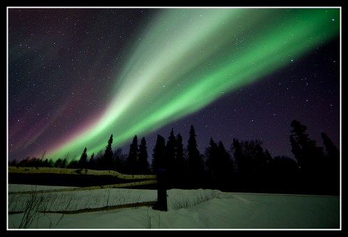 A stunning display of the Northern Lights illuminates the night sky above a snowy landscape and silhouetted trees.