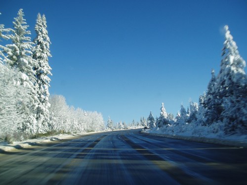 A snowy road lined with tall evergreen trees under a clear blue sky.