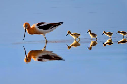 A bird with orange and black plumage wades in shallow water, followed by four fluffy chicks reflecting in the calm surface.