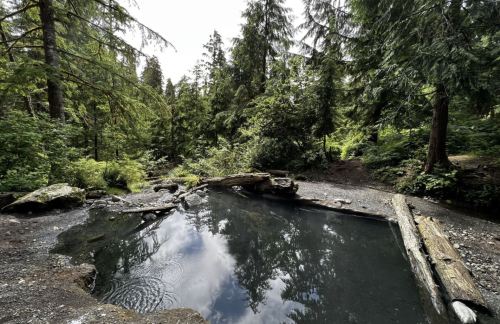 A serene forest scene featuring a calm, reflective pool surrounded by lush greenery and tall trees.