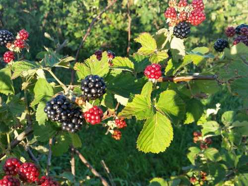 A close-up of blackberry bushes with ripe black and red berries surrounded by green leaves.