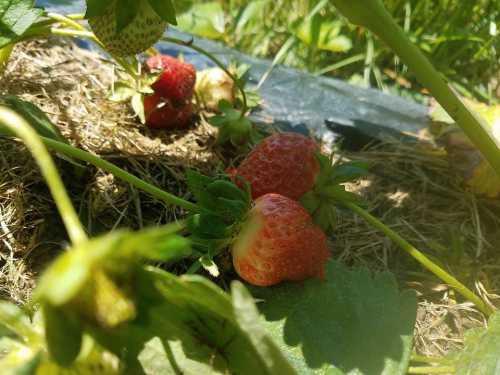 Ripe strawberries growing on a plant, nestled among green leaves and straw in a sunny garden.