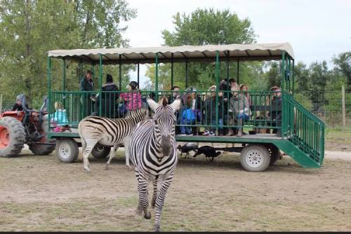 A zebra approaches a tour tram filled with people in a natural setting, surrounded by trees and open space.
