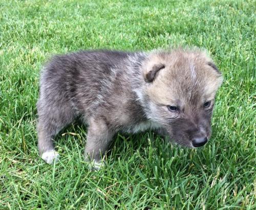 A small, fluffy wolf pup stands on green grass, looking curiously at its surroundings.