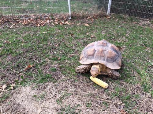 A large tortoise eating corn on a grassy area, surrounded by dry leaves and a fence in the background.