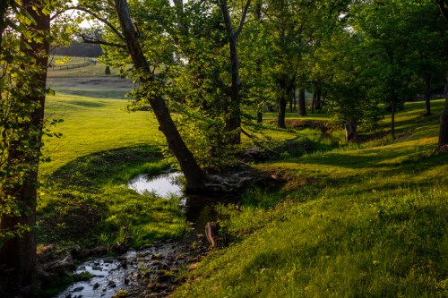 A serene landscape featuring a winding stream, lush green grass, and trees in soft morning light.