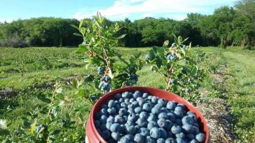 A close-up of a bucket filled with fresh blueberries, with a lush green field and trees in the background.