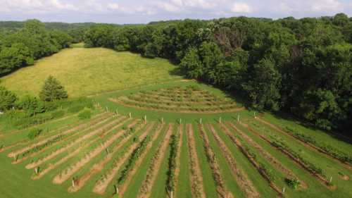 Aerial view of a lush vineyard with neatly arranged rows, surrounded by green trees and rolling hills.