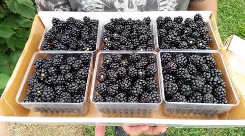 A person holds a tray with six containers filled with fresh blackberries.