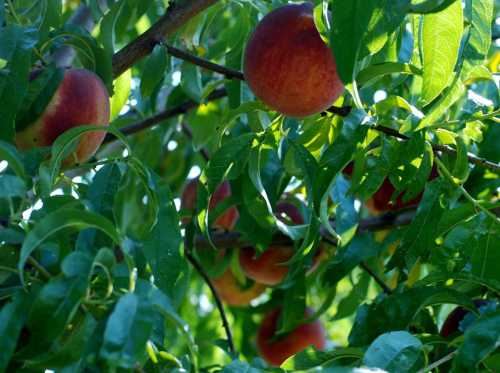 Peach tree branches laden with ripe peaches surrounded by vibrant green leaves.