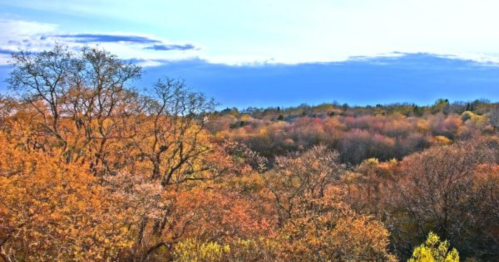 A vibrant autumn landscape with colorful trees under a clear blue sky.
